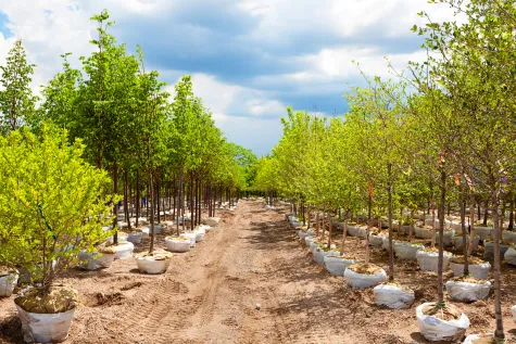 Gardenline s.r.o., Okrasná školka, sad
